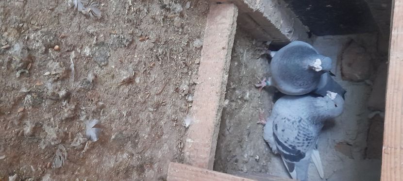  - Porumbei standard și vrdf 2022