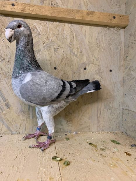 9B21CC2F-F911-42E9-90BE-717261CA7303 - Masculi2022