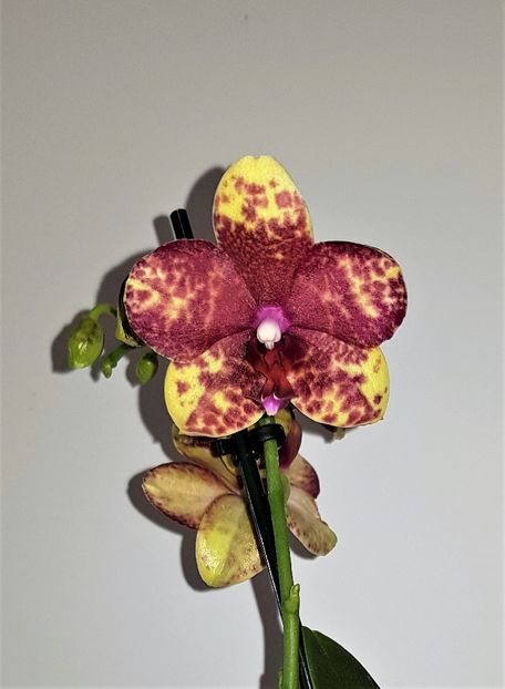  - Phalaenopsis 2