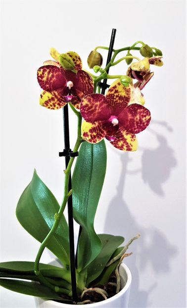 Anthura Grosseto (Tristar Poeker) - Phalaenopsis 2