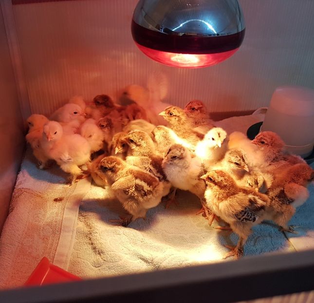  - a__Pui și tineret brahma 2022