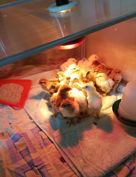  - a__Pui și tineret brahma 2022