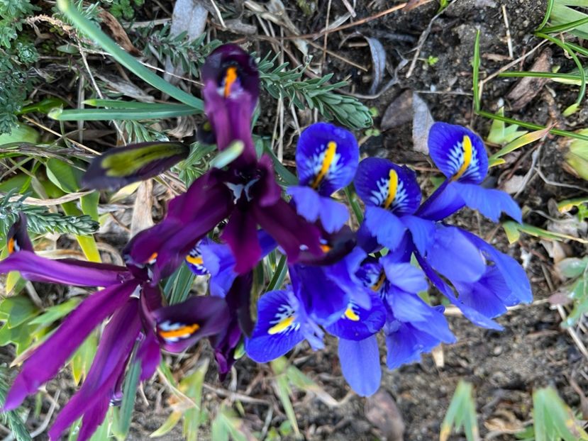 4DA4F812-4C06-45D3-94B9-DC12A5B2DDEE - IRISI 2021 22