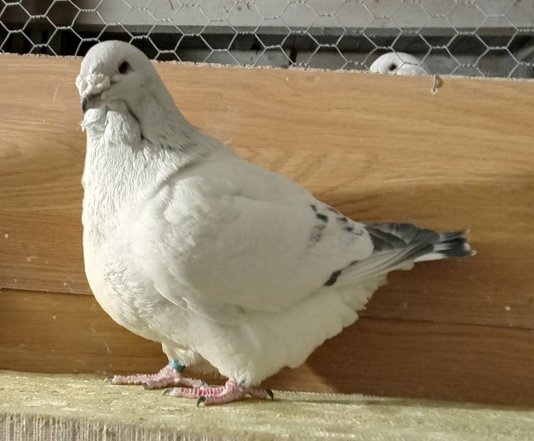  - 9masculi azur matca 2022