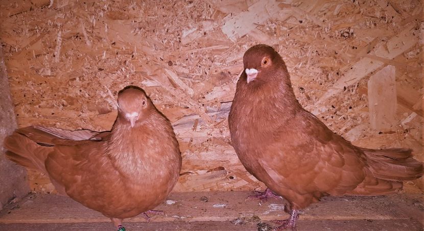 perechea - B - perechi 2022