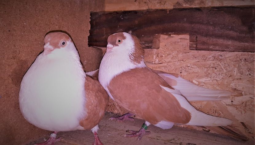 perechea - B - perechi 2022