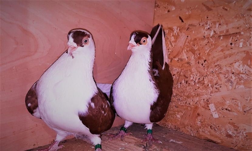 perechea - B - perechi 2022