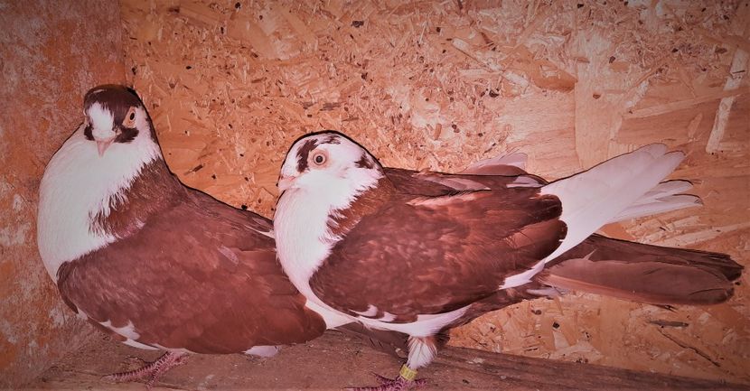 perechea - B - perechi 2022