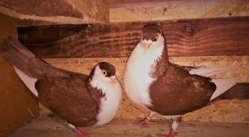 perechea - B - perechi 2022