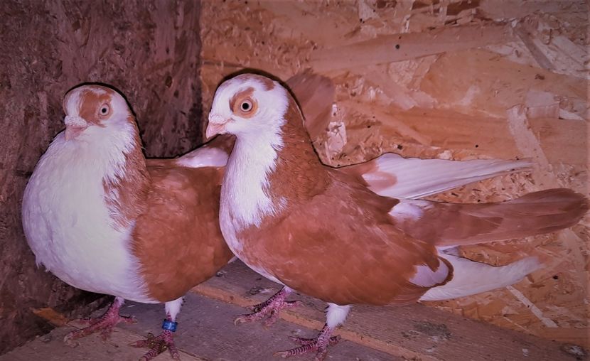 perechea - B - perechi 2022