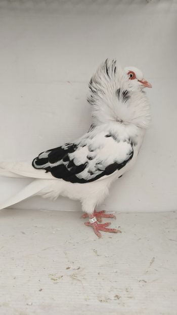 F 2021 - Por capucini