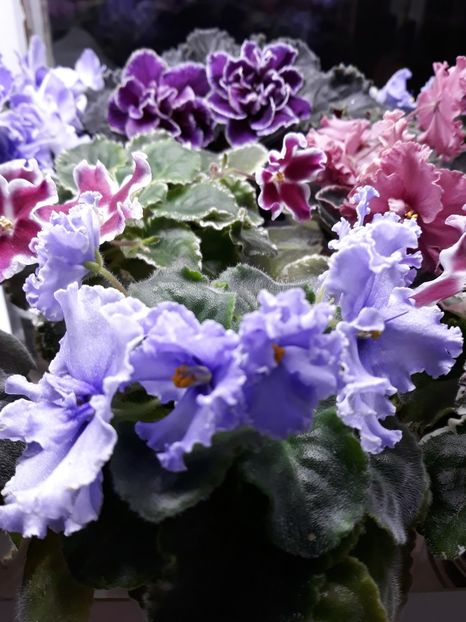  - 1 1 Violete Africane de Colecție