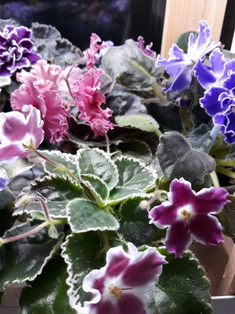  - 1 1 Violete Africane de Colecție