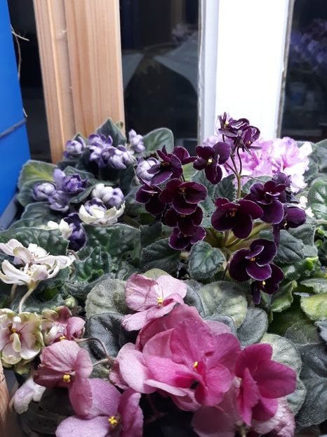  - 1 1 Violete Africane de Colecție