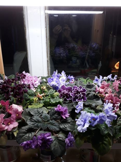  - 1 1 Violete Africane de Colecție