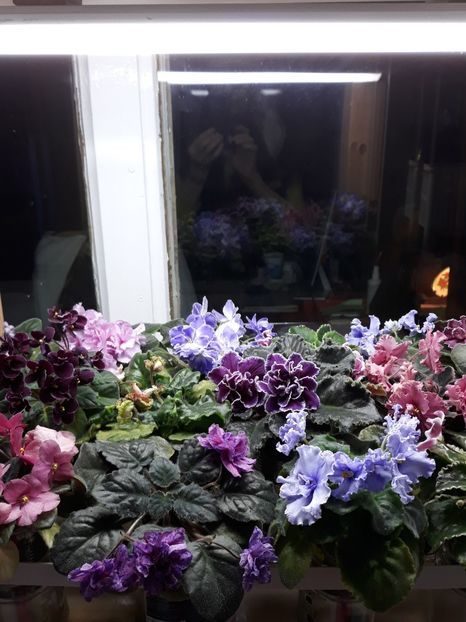  - 1 1 Violete Africane de Colecție