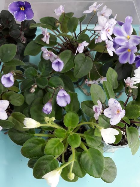  - 1 1 Violete Africane de Colecție