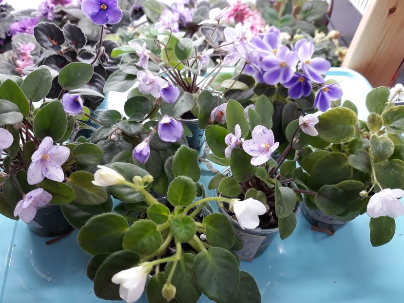  - 1 1 Violete Africane de Colecție