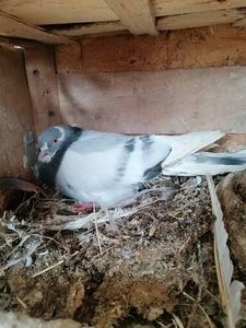  - Rolleri de Birmingham