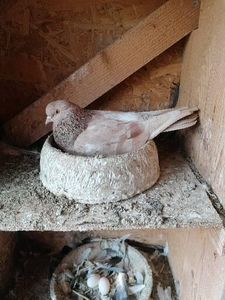  - Rolleri de Birmingham