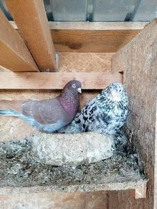  - Rolleri de Birmingham