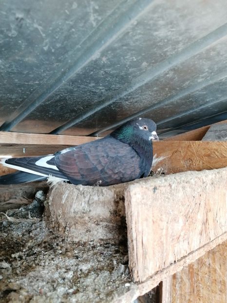  - Rolleri de Birmingham