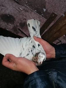  - Rolleri de Birmingham