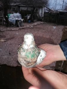  - Rolleri de Birmingham