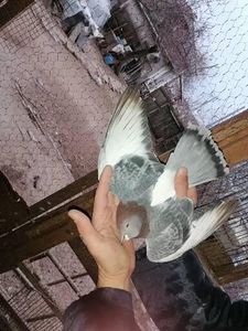  - Rolleri de Birmingham