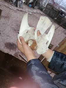  - Rolleri de Birmingham