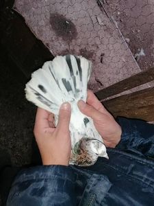  - Rolleri de Birmingham