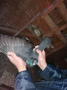  - Rolleri de Birmingham