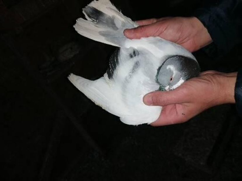  - Rolleri de Birmingham