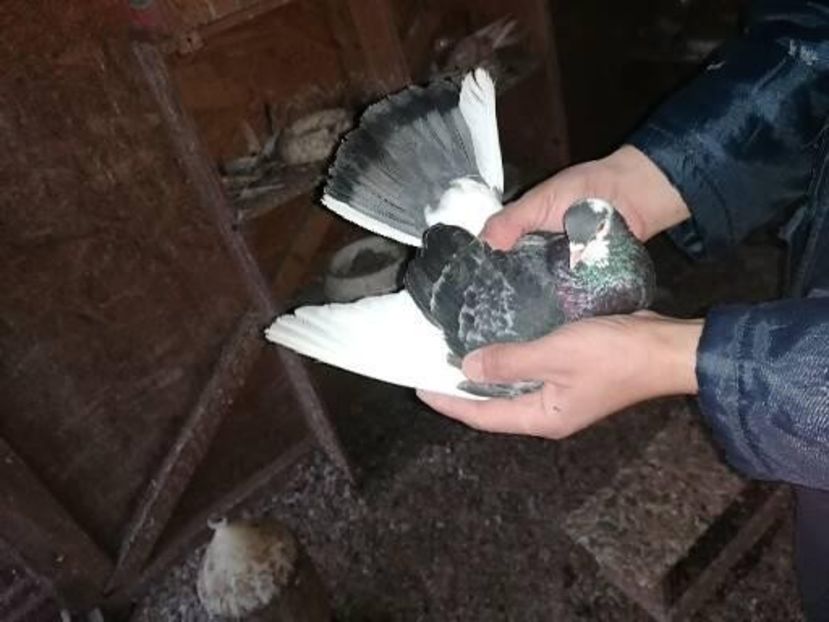  - Rolleri de Birmingham