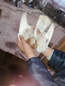  - Rolleri de Birmingham