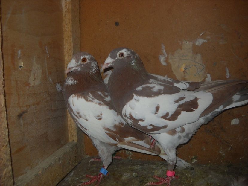  - UNDEVA IN SUCEAVA arhiva