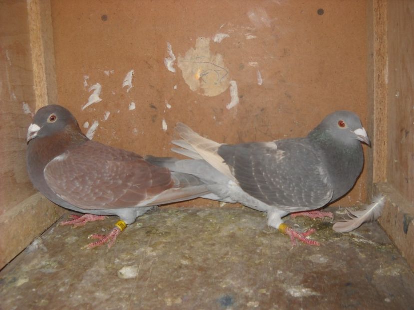  - UNDEVA IN SUCEAVA arhiva