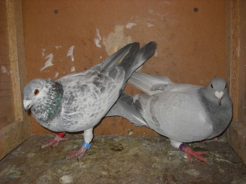  - UNDEVA IN SUCEAVA arhiva