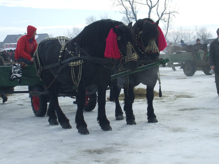 cai la piata-feb.2010 015 - my horses