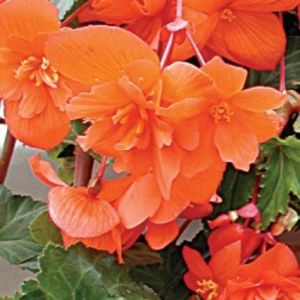 begonia-tuberhybrida-pendula-cascade-orange- - 0 Dorinte implinite - 2022