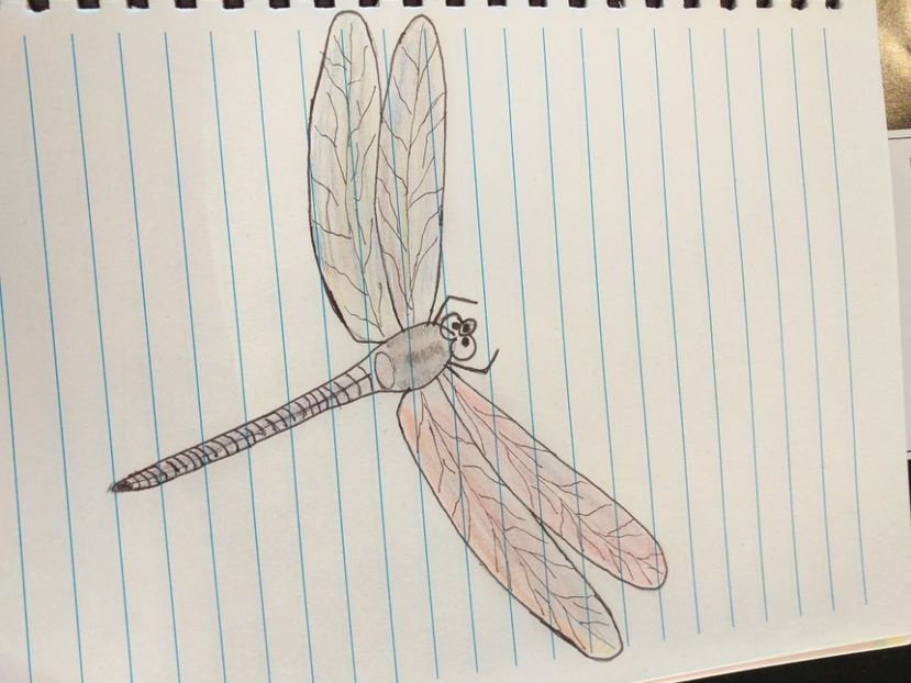 Libelula - Desen in creion