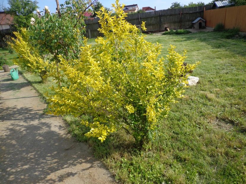  - 0-1 Ligustrum Ovalifolium Variegat Disponibil 2025