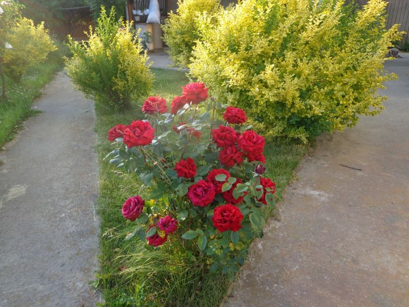  - 0-1 Ligustrum Ovalifolium Variegat Disponibil 2025