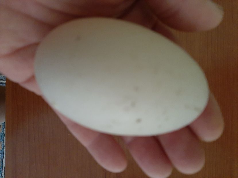 Aylesbury - primul ou. - Rațe Cayuga - Aylesbury