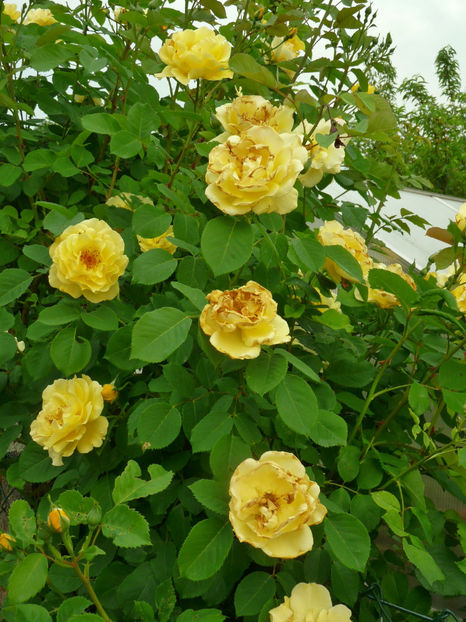 in arsita ... - Tc_GG