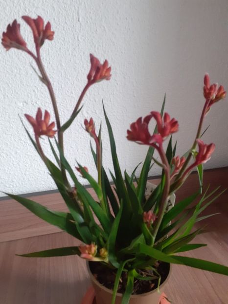 Anigozanthos - 0 Dorinte implinite - 2022