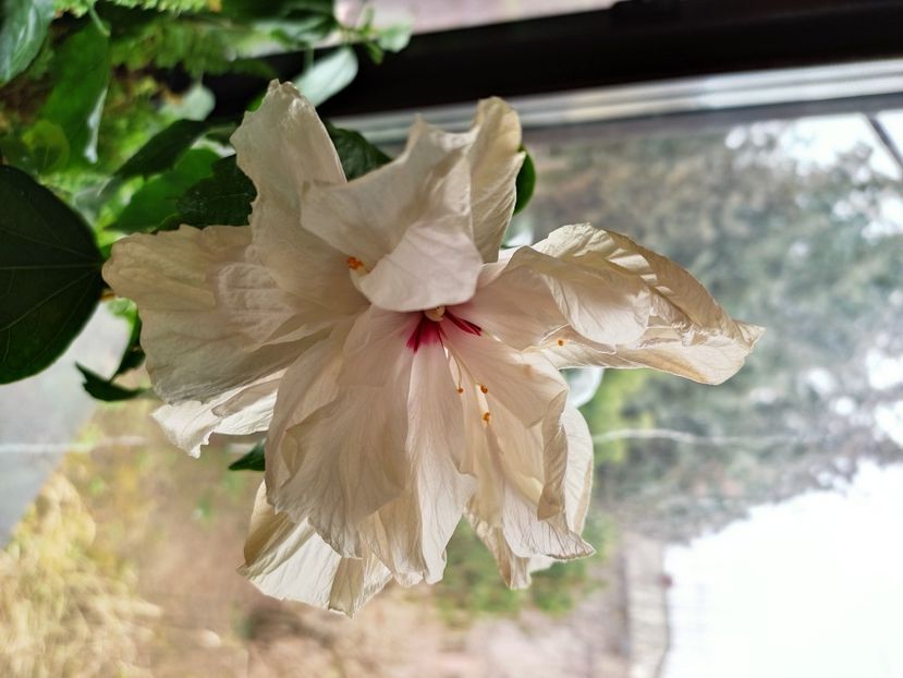  - HIBISCUS 2022