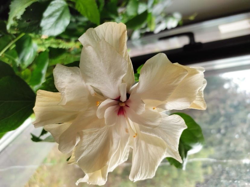  - HIBISCUS 2022
