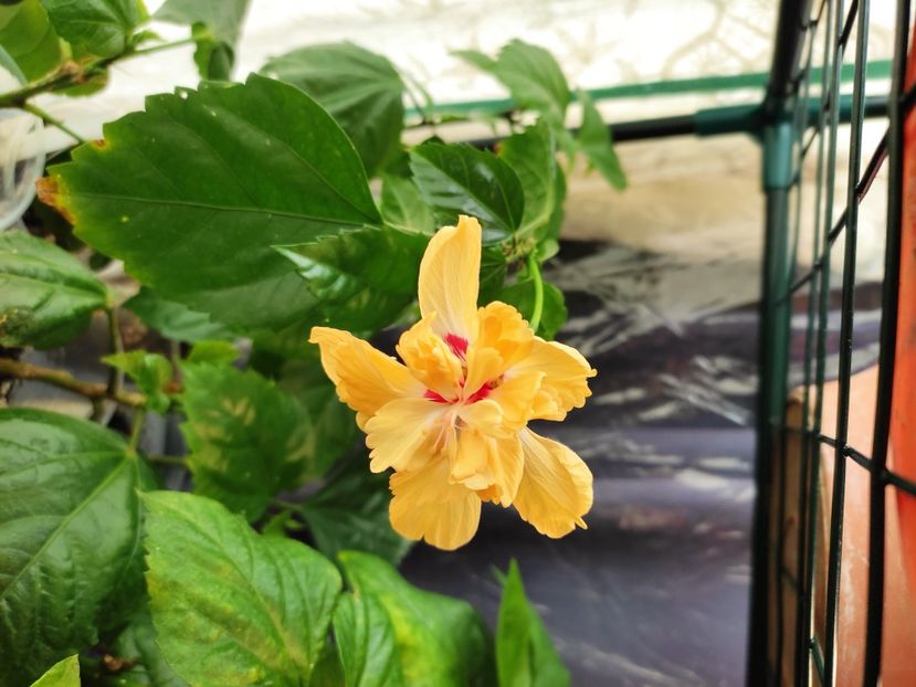  - HIBISCUS 2022