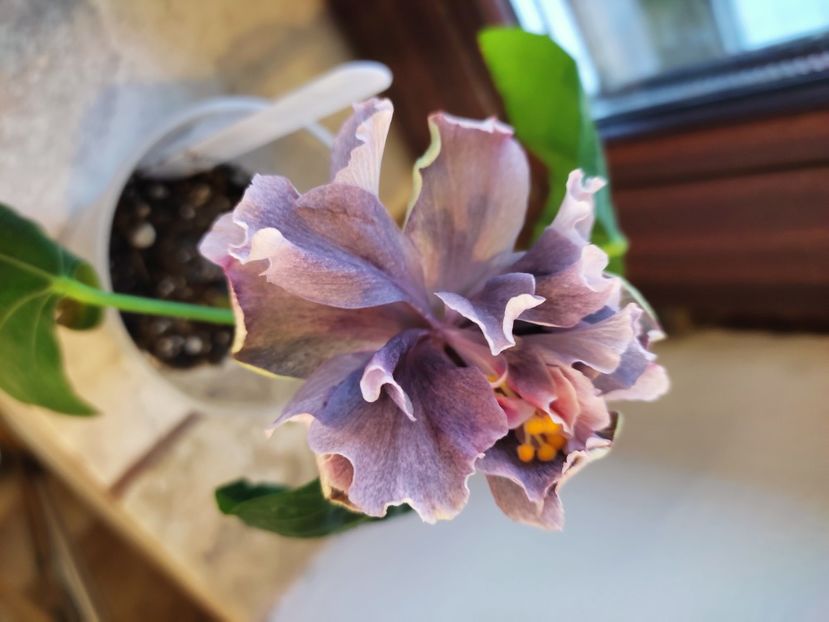  - HIBISCUS 2022